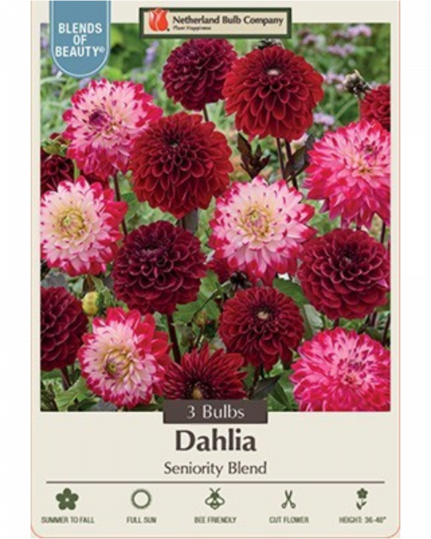 Dahlia Pkg of 3 Seniority Blend