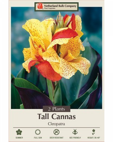 Canna Pkg of 2 Cleopatra