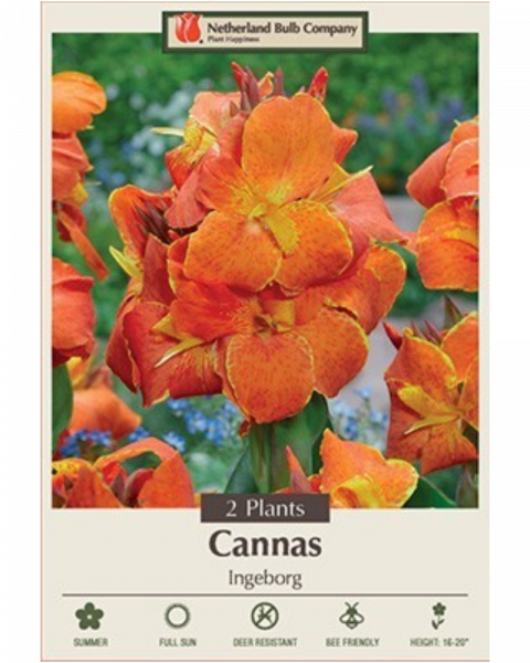 Canna Pkg of 2 Ingeborg
