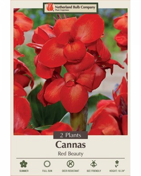 Canna Pkg of 2 Red Beauty