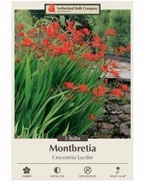 Crocosmia Pkg of 5 Lucifer