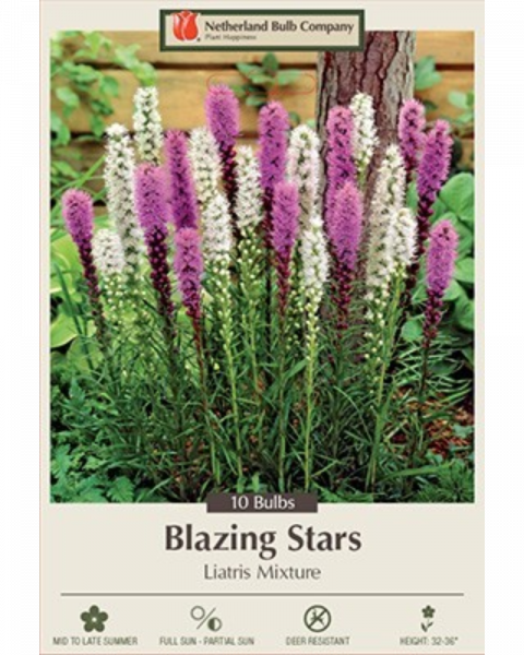 Liatris Pkg of 10 Spicata Mixture