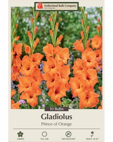 Gladiolus Pkg of 10 Prince of Orange