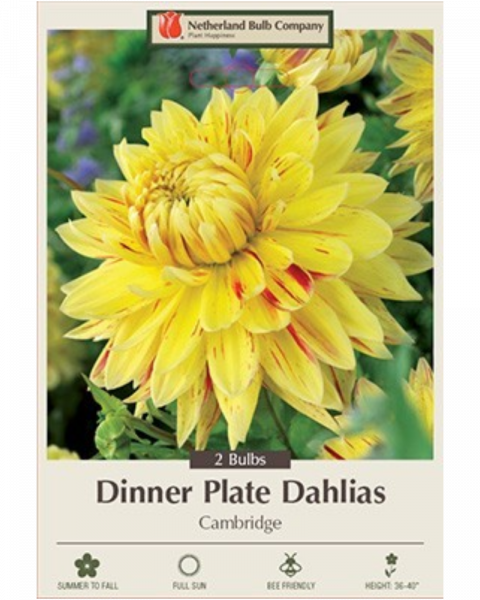 Dahlia Pkg Of 2 Dinnerplate Cambridge