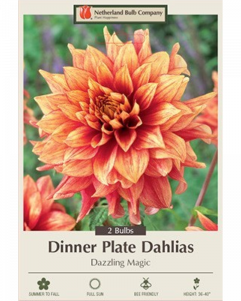 Dahlia Pkg Of 2 Dinnerplate Dazzling Magic