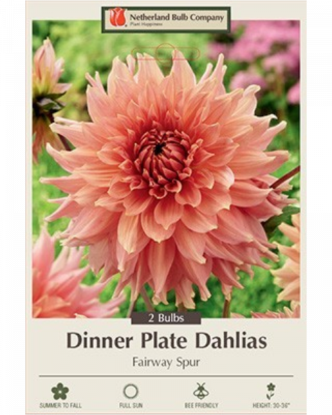 Dahlia Pkg Of 2 Dinnerplate Fairway Spur