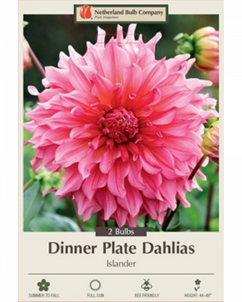 Dahlia Pkg Of 2 Dinnerplate Islander