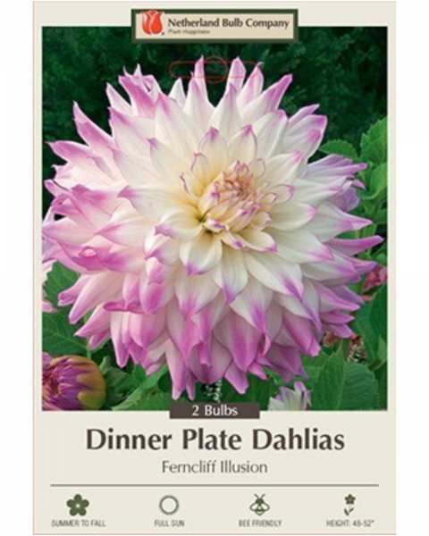 Dahlia Pkg Of 2 Dinnerplate Ferncliff Illusion