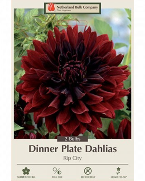 Dahlia Dec Pkg Of 2 Rip City