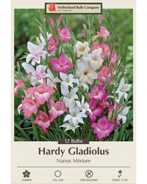 Gladiolus Pkg Of 25 Nanus Mix