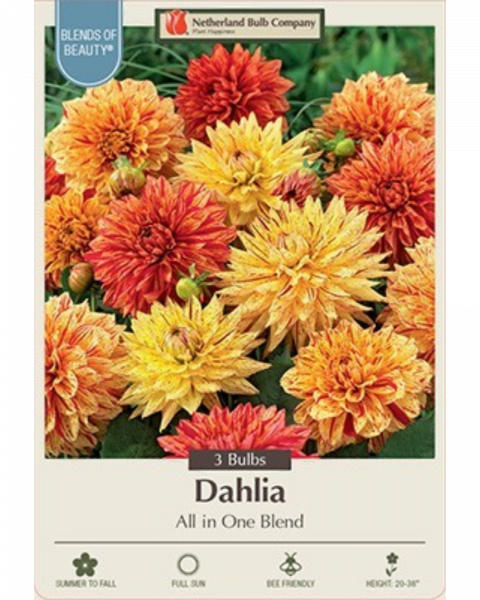 Dahlia Dec Pkg Of 3 All In One Blend