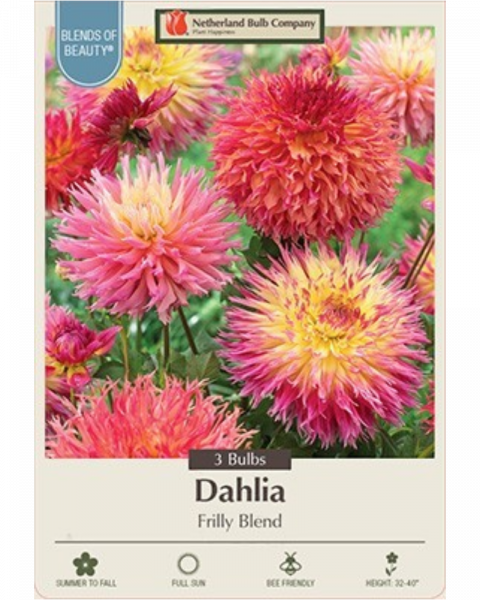 Dahlia Pkg Of 3 Frilly Blend