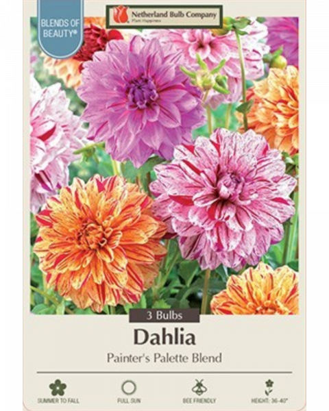 Dahlia Pkg Of 3 Dinnerplate Painters Pallette Blend