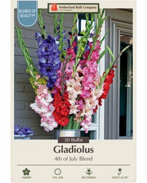Gladiolus Pkg Of 30 4th Of July Blend
