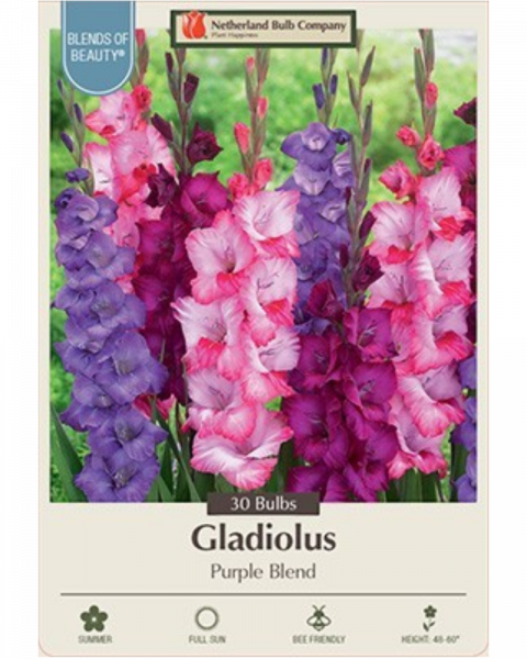 Gladiolus Pkg Of 30 Purple Blend