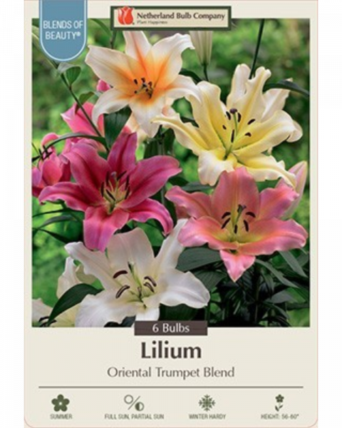 Lily Oriental Pkg Of 6 Trumpet Blend