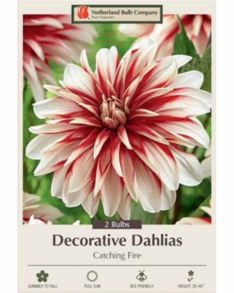 Dahlia Dec Pkg Of 2 Catching Fire