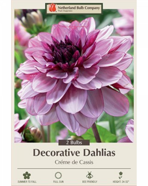 Dahlia Dec Pkg Of 2 Creme De Cassis