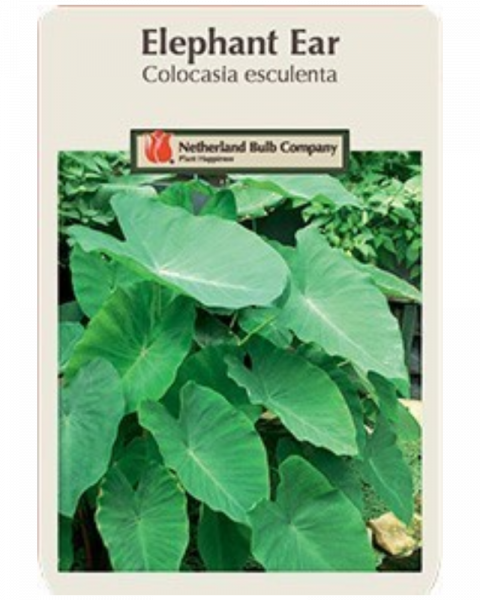 Elephant Ear 18+" 1 Bulb