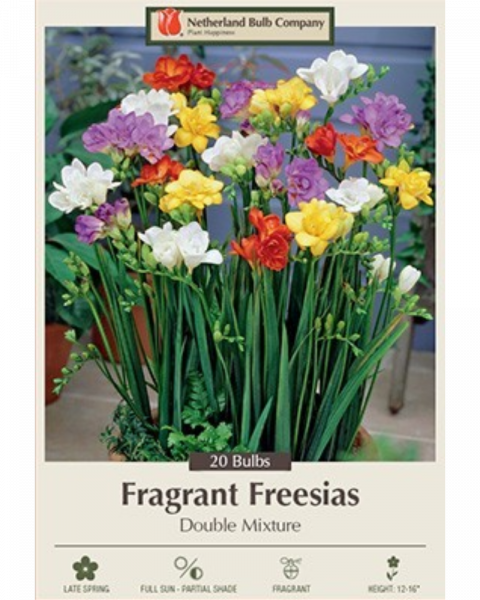 Freesia Pkg Of 15 Double Mixture