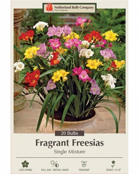 Freesia Pkg Of 20 Single Mix