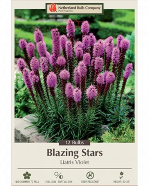 Liatris Pkg Of 12 Spicata Violet