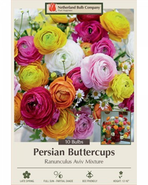 Ranunculus Pkg Of 12 Aviv Mixture