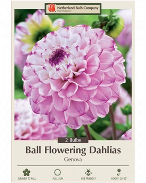 Dahlia Ball Pkg of 2 Flowering Genova