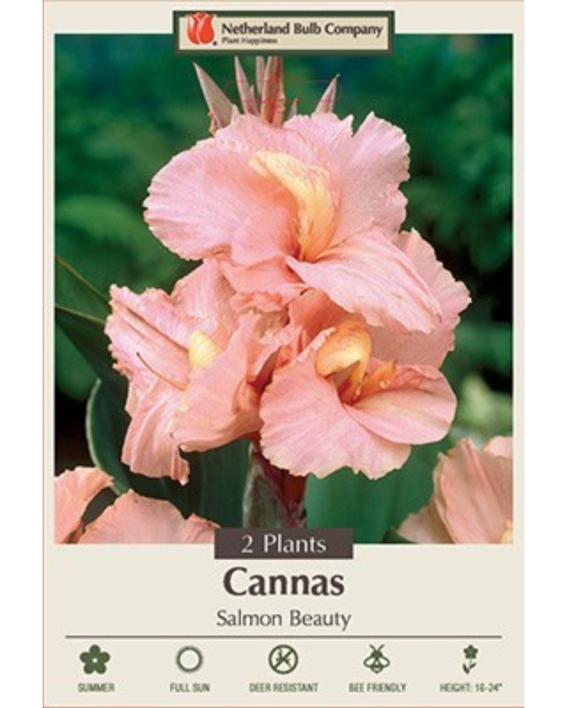 Canna Pkg of 2 Salmon Beauty