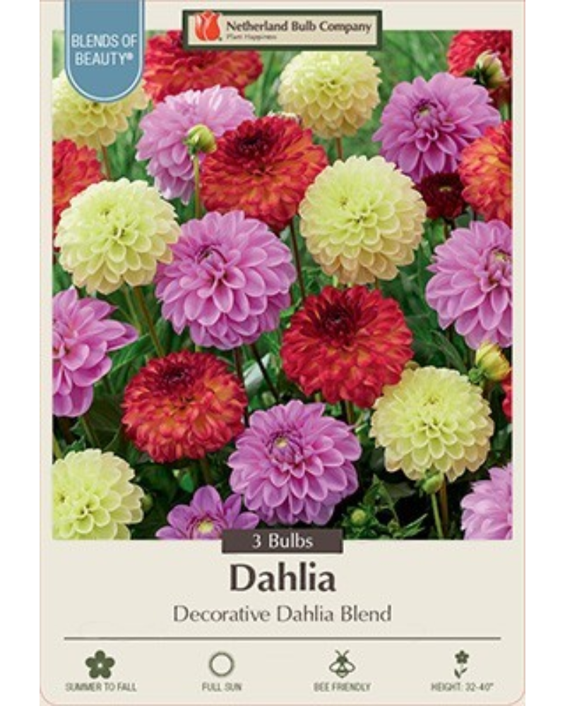 Dahlia  Dec Pkg of 3 Blend