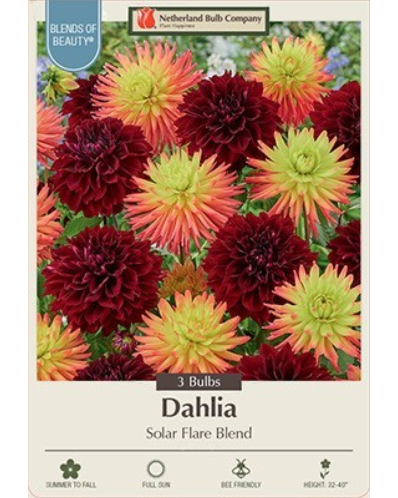 Dahlia Dec Pkg of 3 Solar Flare Blend
