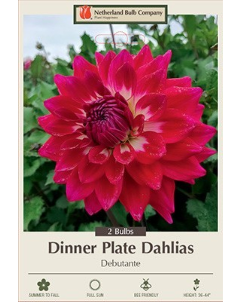 Dahlia Pkg of 2 Dinnerplate Debutate