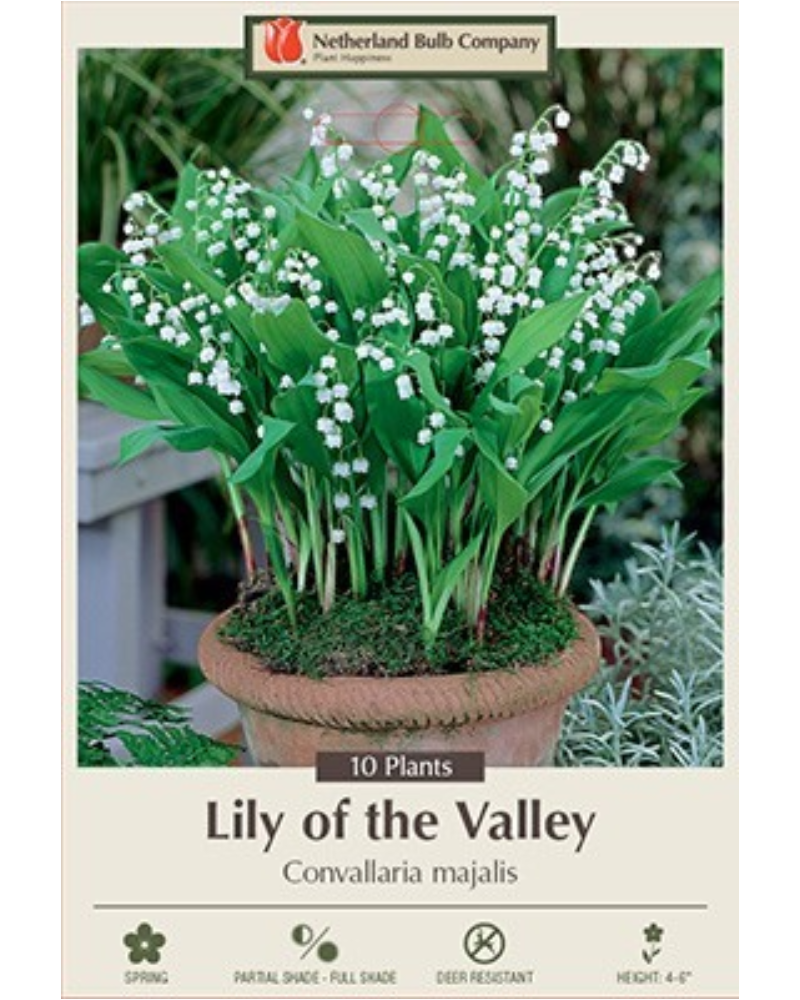Lily of the Valley Pkg of 10