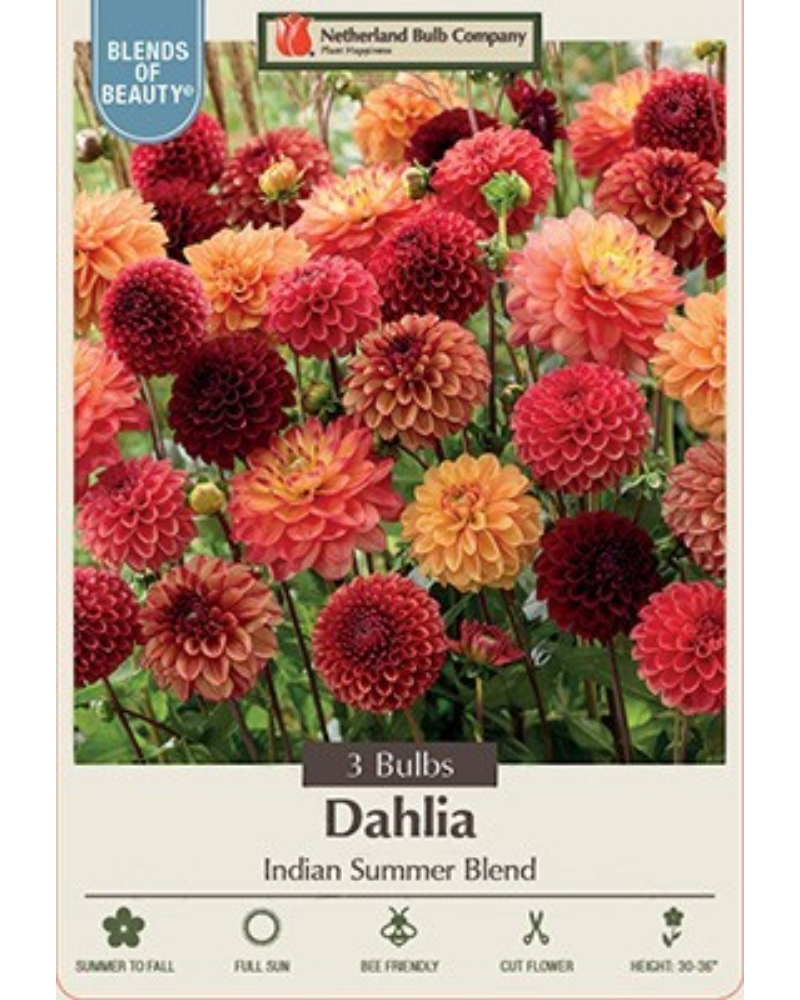 Dahlia Pkg of 3 Indian Summer Blend