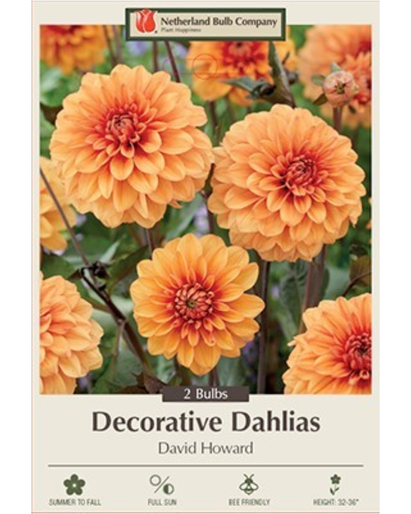 Dahlia Dec Pkg of 2 David Howard