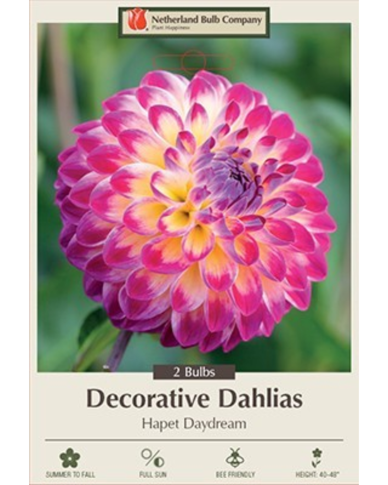 Dahlia Dec Pkg of 2 Hapet Daydream