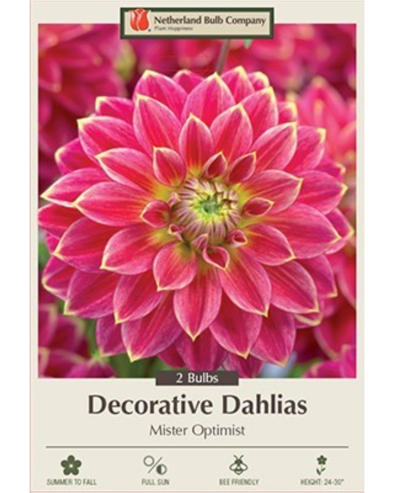 Dahlia Dec Pkg of 2 Mister Optimist
