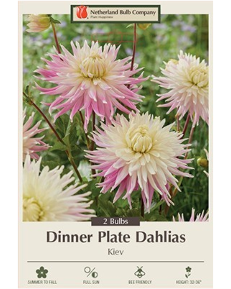 Dahlia Pkg of 2 Dinnerplate Kiev