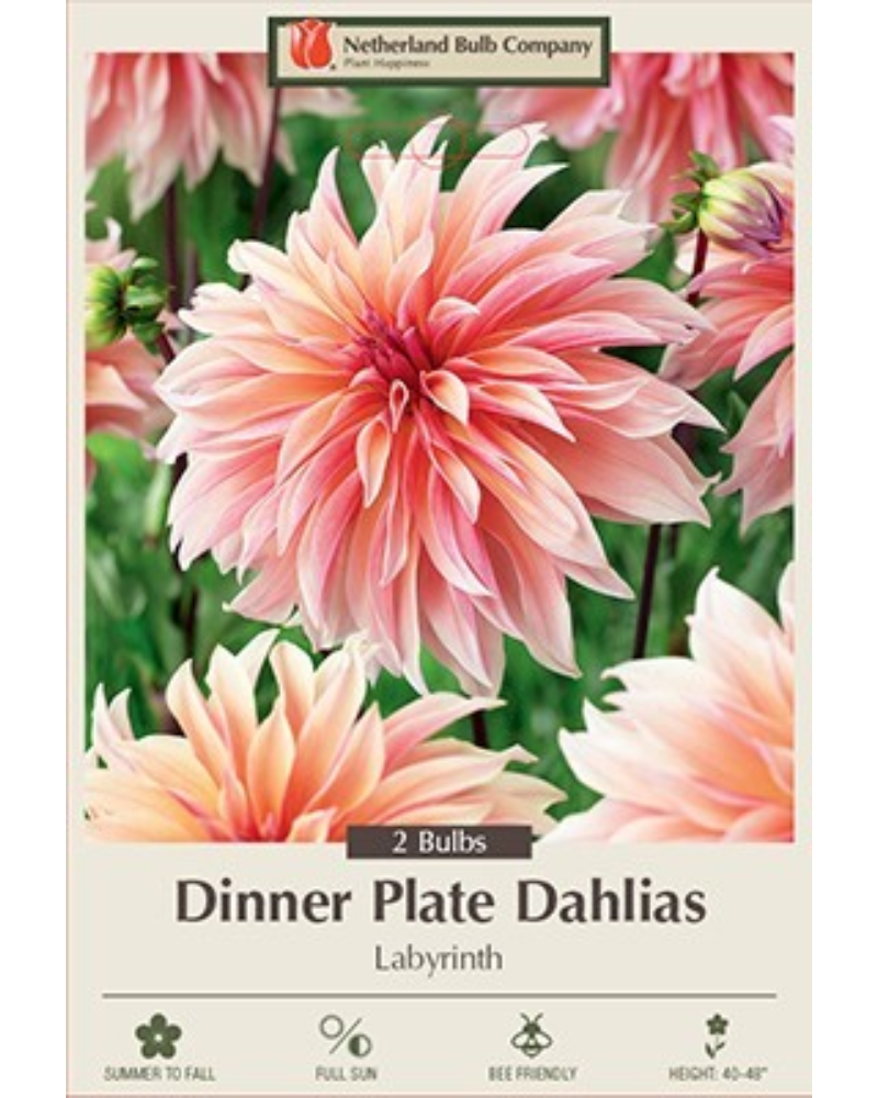 Dahlia Pkg of 2 Dinnerplate Labyrinth