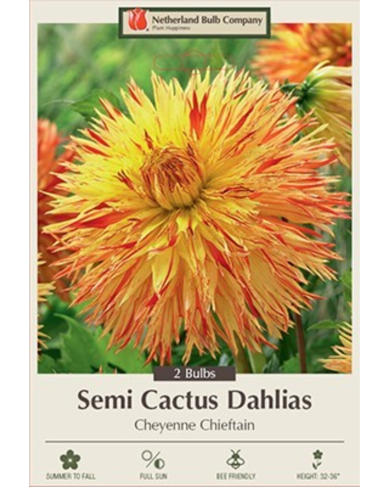 Dahlia Pkg of 2 Semi Cactus Cheyenne Chieftain