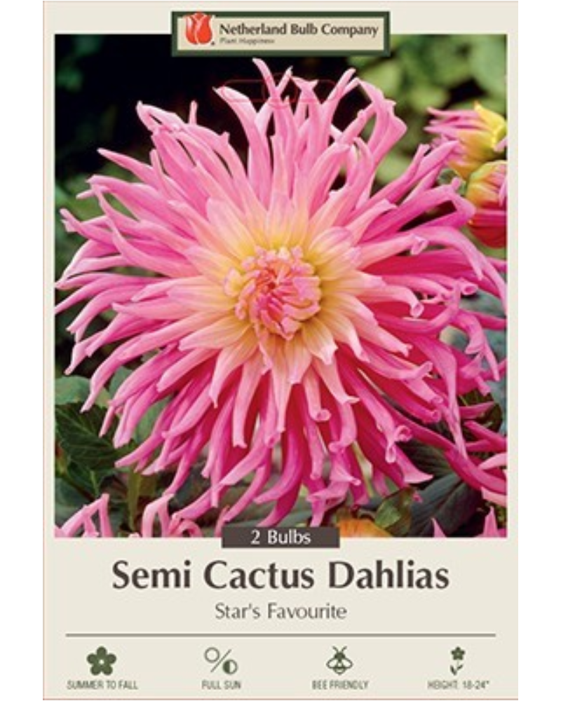 Dahlia Pkg of 2 Semi Cactus Star's Favourite
