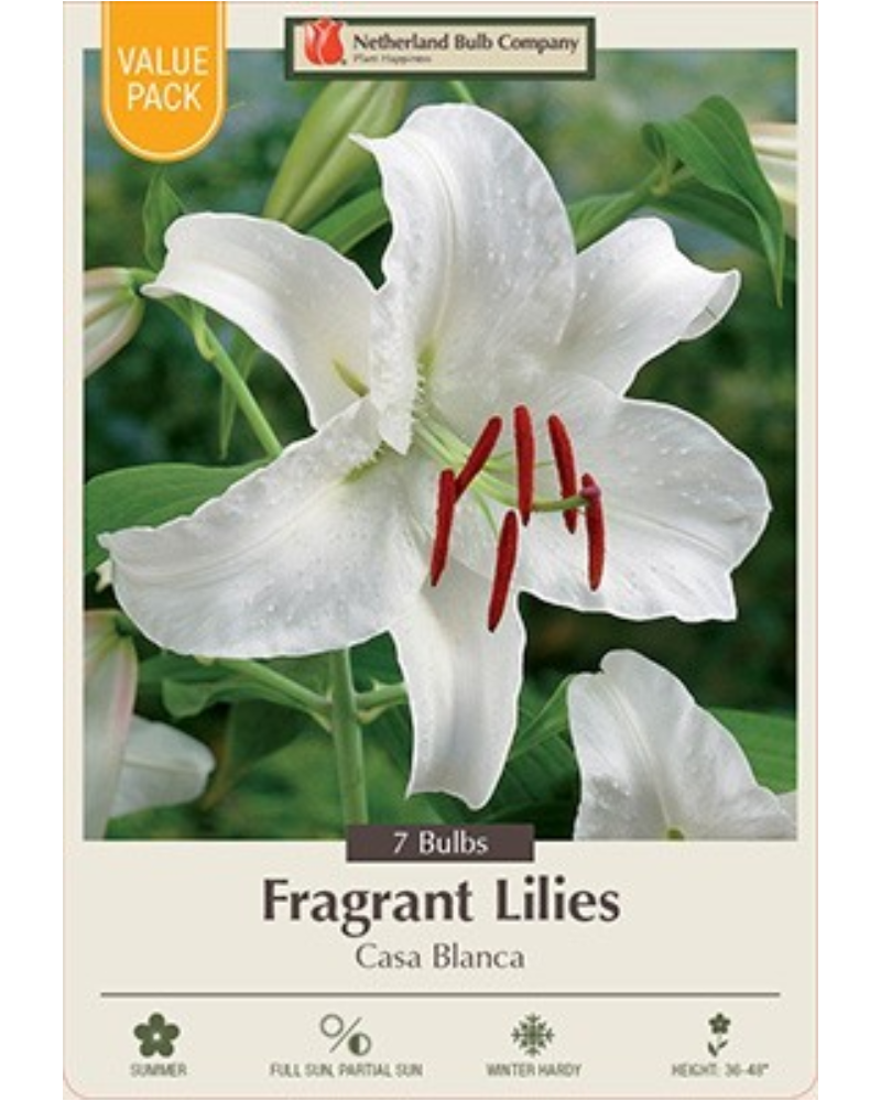 Lily Valuepack Pkg of 7 Casa Blanca