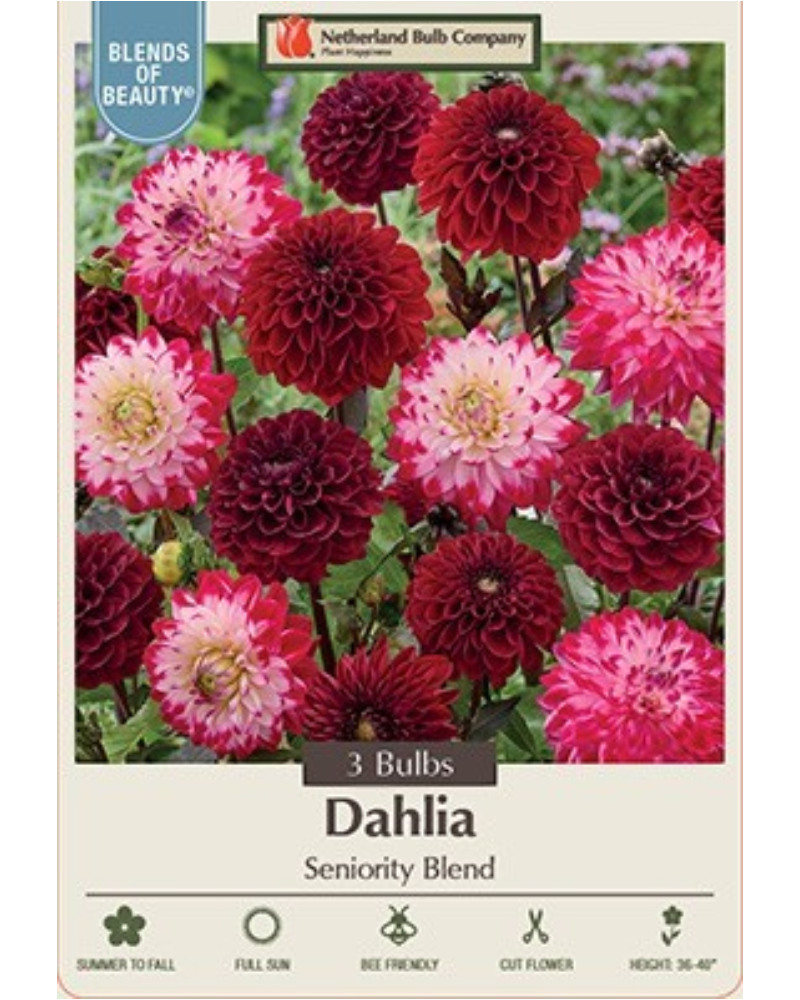 Dahlia Pkg of 3 Seniority Blend