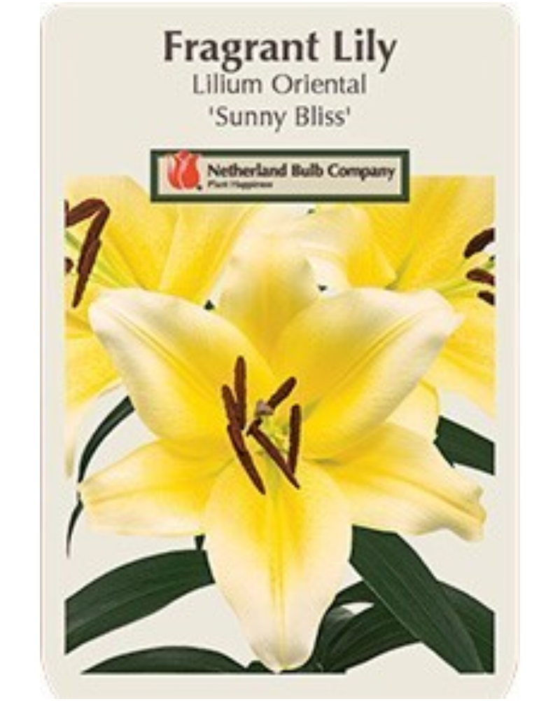 Lily Oriental Pkg of 2 Sunny Bliss