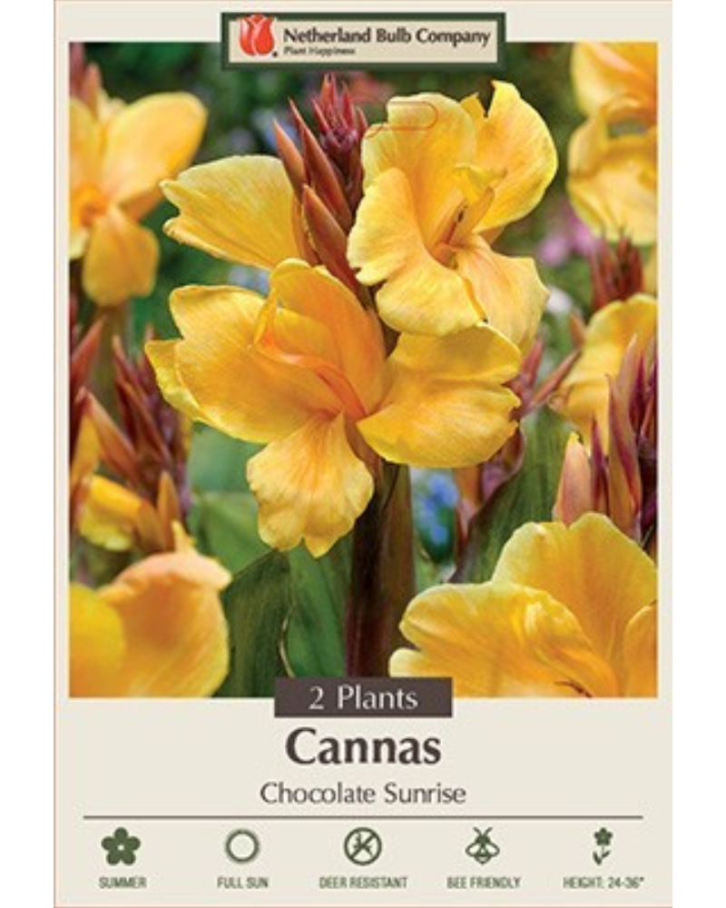 Canna Pkg of 2 Chocolate Sunrise