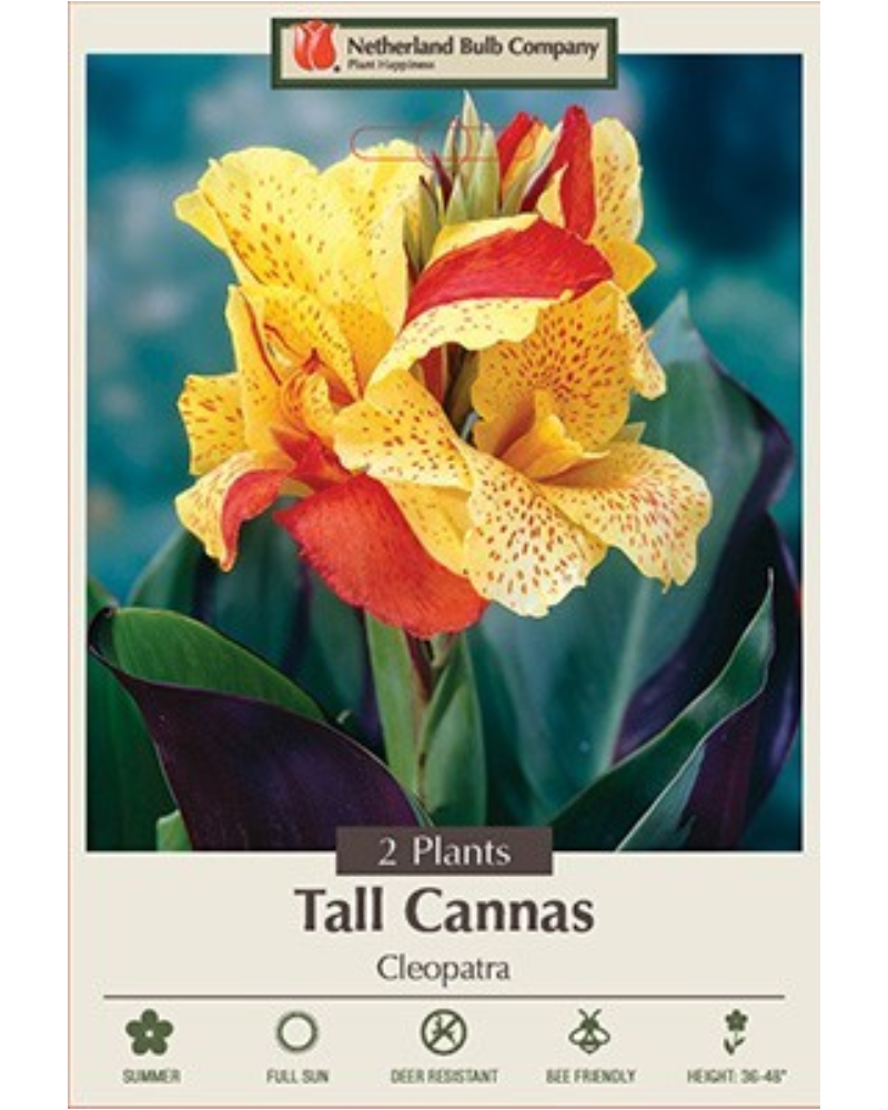 Canna Pkg of 2 Cleopatra