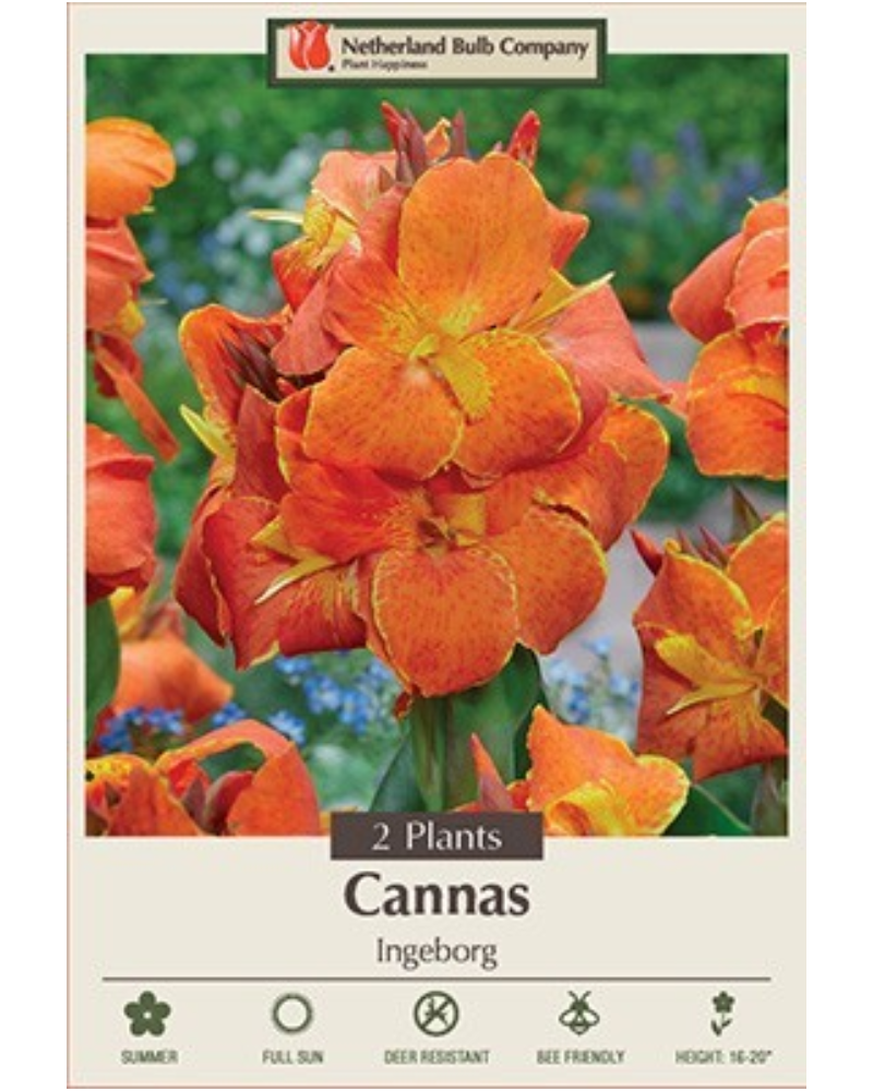 Canna Pkg of 2 Ingeborg