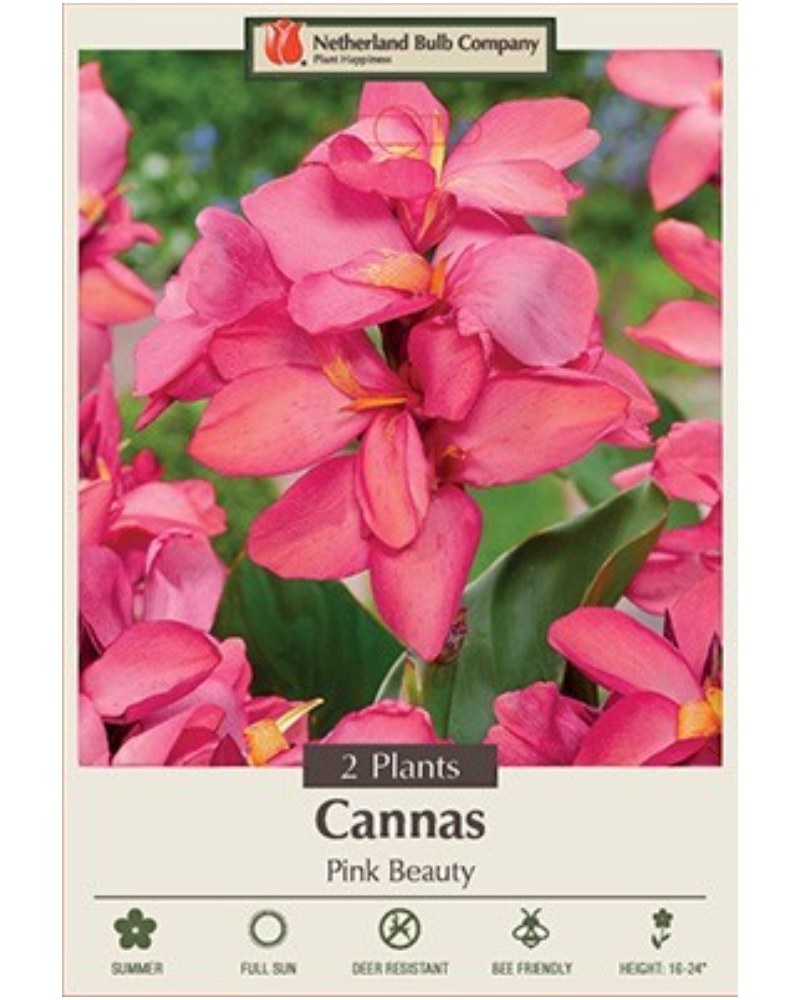 Canna Pkg of 2 Pink Beauty