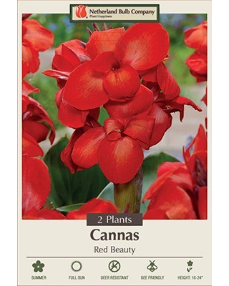 Canna Pkg of 2 Red Beauty