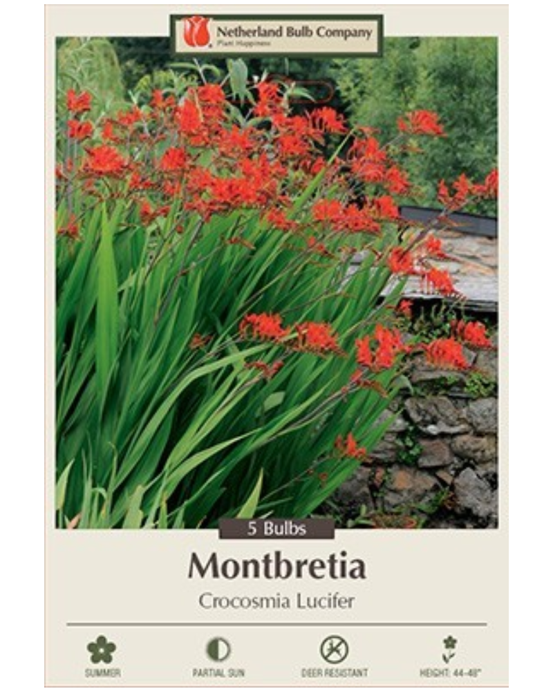 Crocosmia Pkg of 5 Lucifer